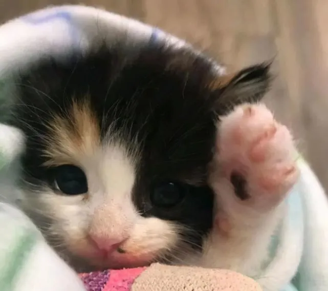 小猫躲在花圃里发抖，大叔看着可怜便收养了，几个月后称捡到宝了