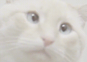 小猫躺在雪地快要被冻死，小孩踢了猫一脚，却意外救了它一命！