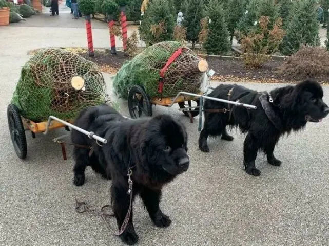 啧，狗子能有多大？你怕是没见过大狗吧～
