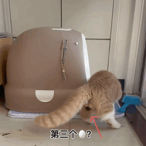 猫咪究竟能有多丑？看完我窒息了！抱歉，我真的吸不下去……