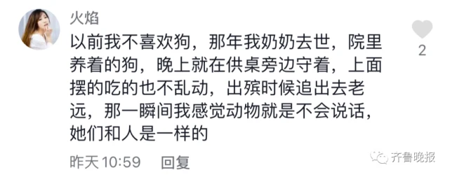 主人去世猫咪绝食而亡，看完泪目……
