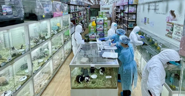 鼠命比人命值钱？港府欲将部分涉疫仓鼠人道毁灭，却遭批判和恐吓
