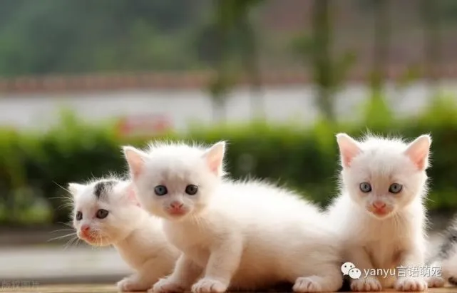 宠物托运回家｜随机托运猫咪攻略！