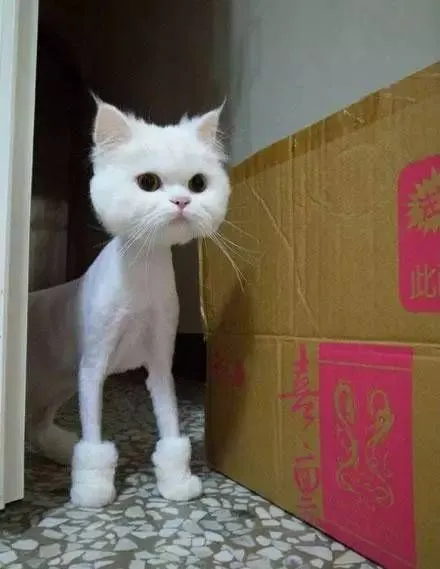 千万不要给猫咪剃毛！猫咪会记恨你的