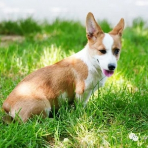 一只柯基犬从珠海航空托运到大连的案例分享～