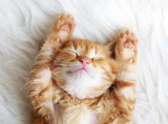 你能接受猫咪上床睡觉这件事吗？