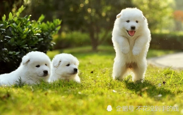 有些人宁愿养猫狗也不养老人，宠物扰民可报警或起诉维权