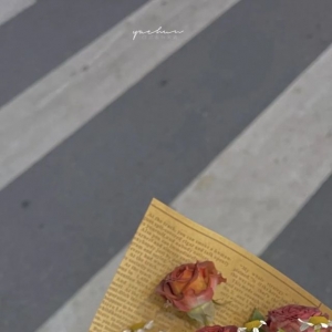 送你一朵小花花｜花朵壁纸