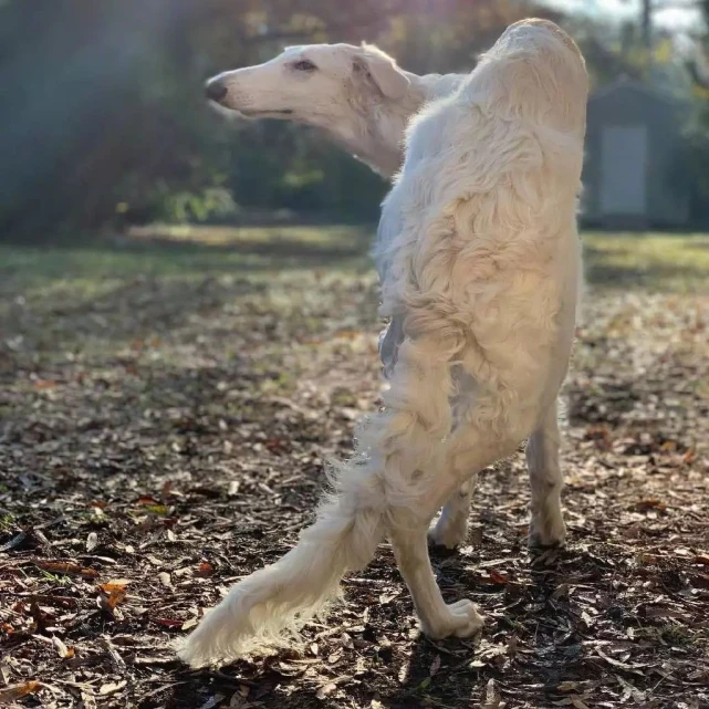 拥有华丽锥子脸的昔日贵族犬——苏俄猎狼犬