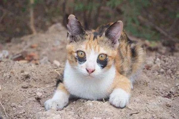 为何这么多人养三花猫？网友：养了就不想换猫了！