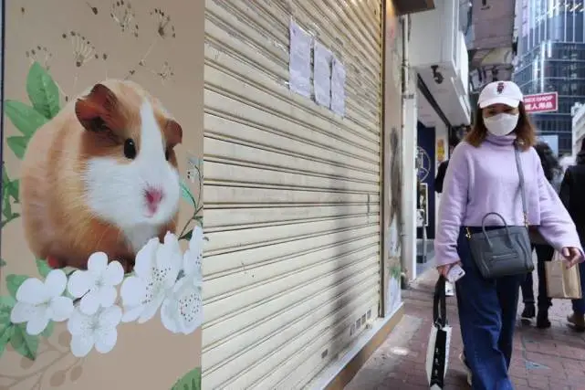 香港11只仓鼠检出新冠阳性，渔护署禁止小型哺乳动物进口