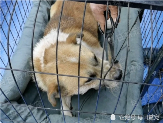 狗狗四肢和嘴巴被捆，绝望躺在狗肉车上，幸得好心小哥搭救！