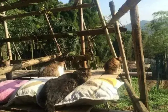 她卖掉两套房子，只为让小动物们有个安稳的家