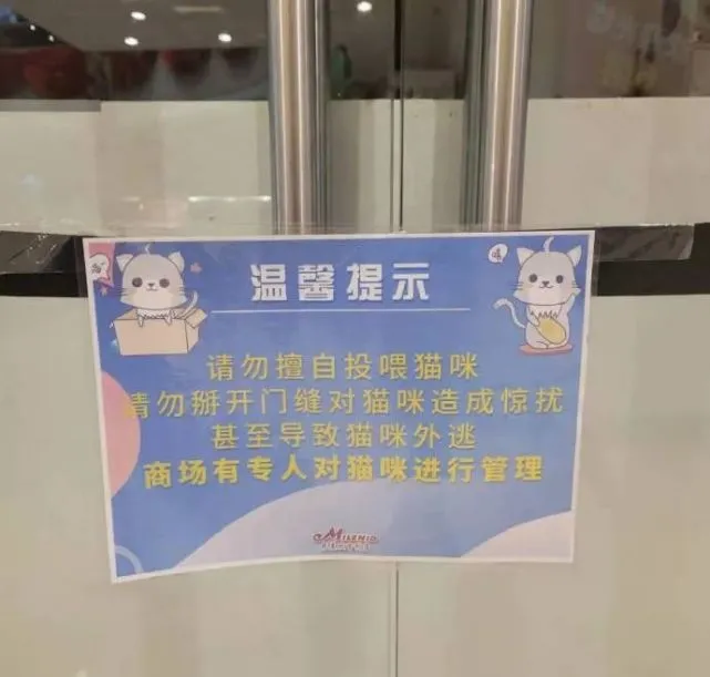太可怜了！天津一猫咖因疫情无人管沦为猫咪地狱！网友：这种人不配挣钱！