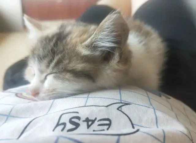 猫咪“趴你腿上”的原因，不只是想睡觉，还有这些含义！