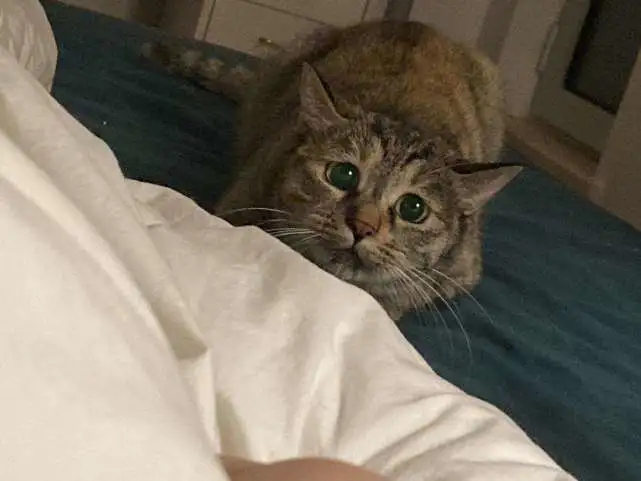 新手和老手养猫的区别，十分真实