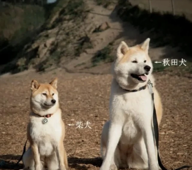养狗新规：这几种狗，最好别带回家！