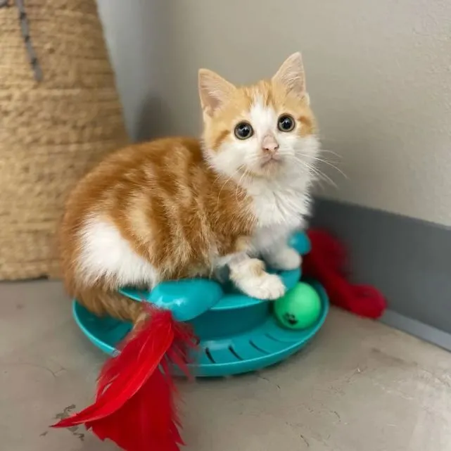 猫趣｜万人迷小流浪猫，让在外九年的浪子回头，只为陪伴一起对抗病魔