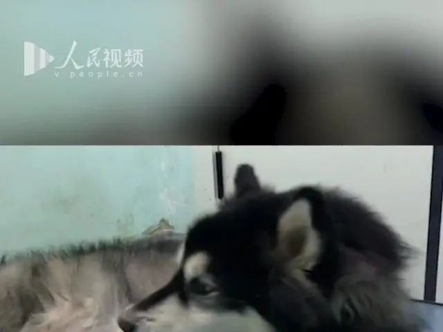 狗狗患肝癌去世前，用尽全力跟主人告别，倒下去的那一刻让人泪目…