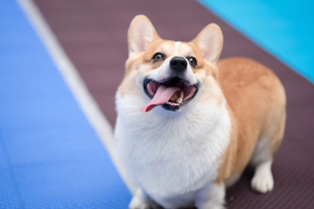 看似“微笑天使”，实则“倔强牛魔王”：柯基犬性格解析