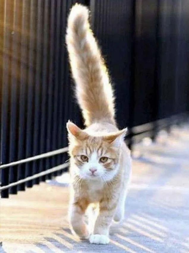 猫咪的尾巴，“出卖”了它的心情，不知道的就白养猫了！