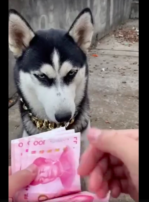 主人在数钱时哈士奇就站在前面看，还知道帮忙舔手指，真聪明呀！