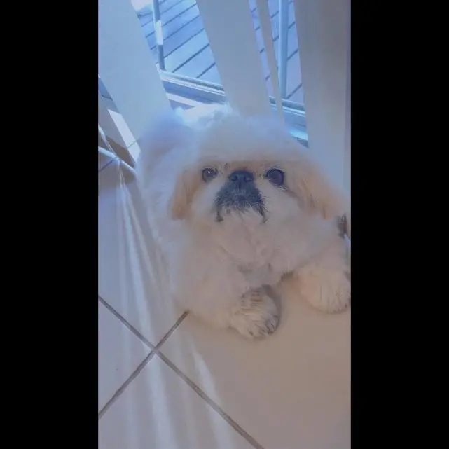 木村拓哉一家四口罕见同步晒照，怀念离世的爱犬，工藤静香最难过
