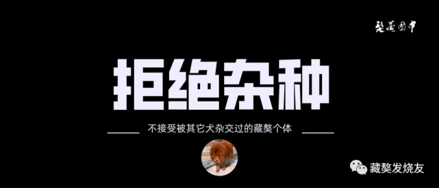 敢说真话吗？藏獒的DNA分析动了谁的奶酪！