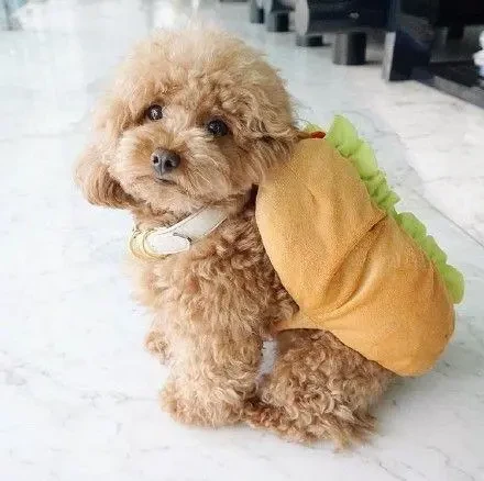 学会这些训练方法 让泰迪狗乖巧听话