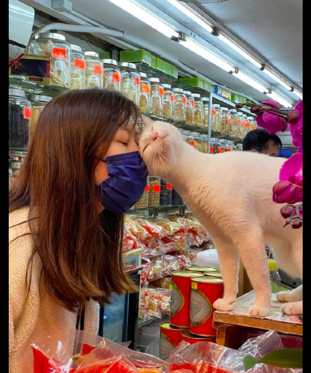 猫咪站在超市的柜台上，小姐姐伸头过来它竟也伸头蹭，好亲人呀！