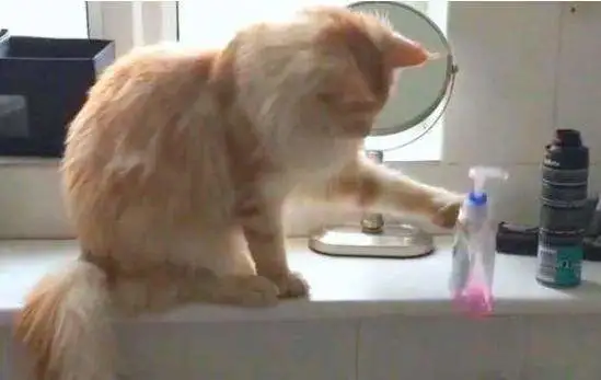 猫咪喜欢推桌子上的东西，仅仅是因为手欠吗？