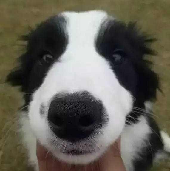 边牧专栏丨边境牧羊犬鼻子变色问题
