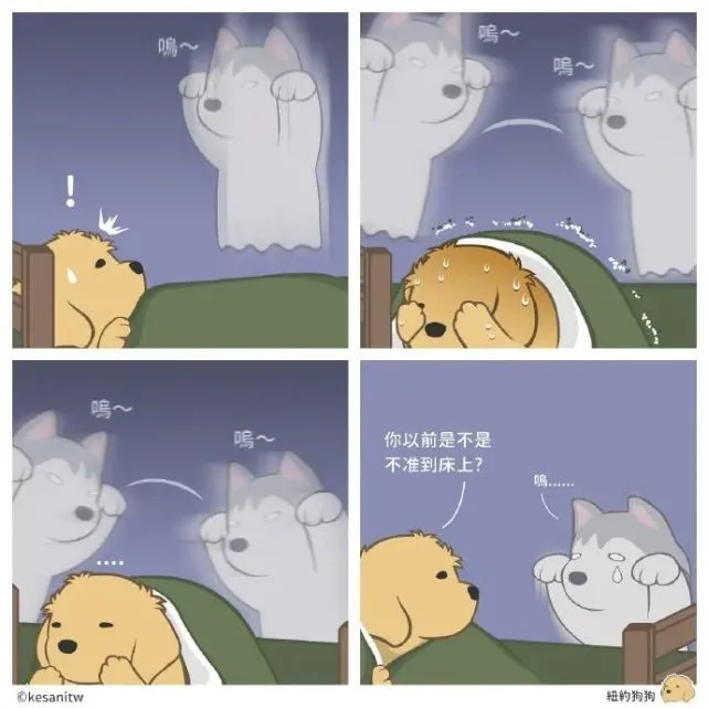 猫猫和狗狗，友情小偷来了？治愈一天好心情！