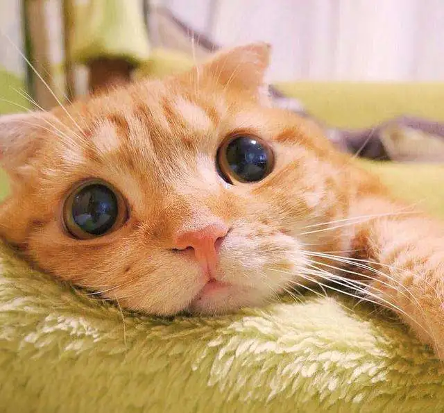 猫咪知道自己“很萌”吗？看完这些你就知道答案了
