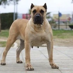 大型犬的攻击力都很强，特别是这四种狗狗，遇到了要尽量躲开