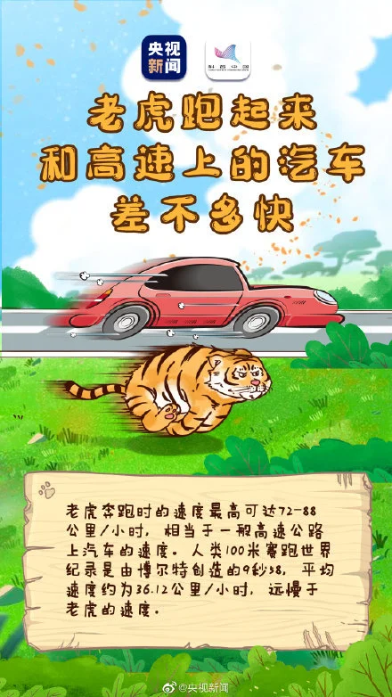老虎剃掉毛发依然拥有条纹衫