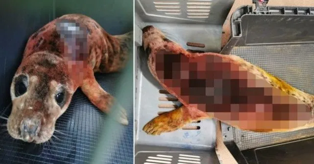 海豹幼崽被宠物犬咬伤出血严重