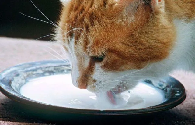 袖虎病猫攻略：猫便秘能喝牛奶吗