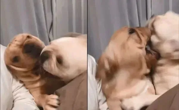 妈妈回家了！”2法斗热情飞扑欢迎，口水洗妈脸，挤成一坨讨抱抱