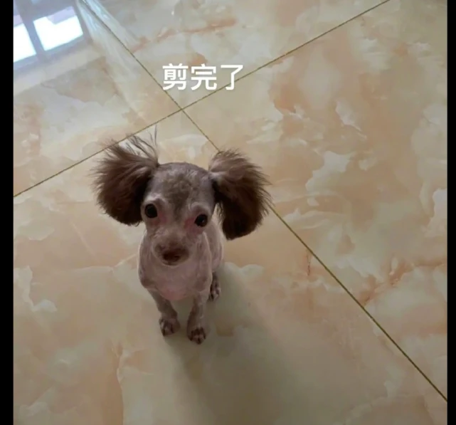 给狗狗剪了毛发后，它从公主变成了流浪汉，狗：我需要法律援助！