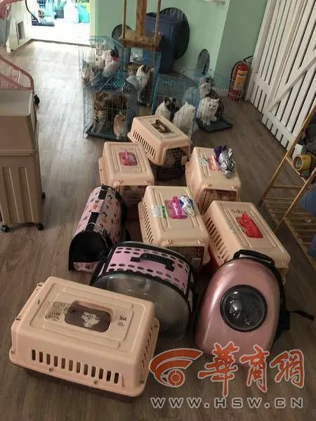 因疫情待业的50余只“小老虎”回西安猫咖复工