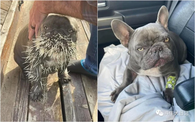 斗牛犬不知天高地厚挑衅豪猪，结果被扎成刺猬？隔着屏幕觉得疼！
