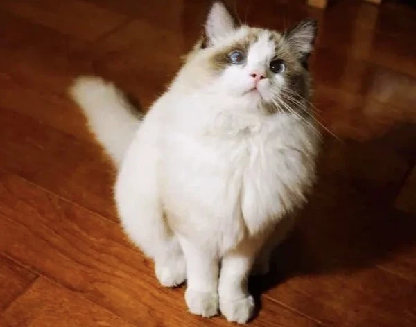 布偶猫想念你的6种表现，一旦出现两种以上，证明你是它的全世界