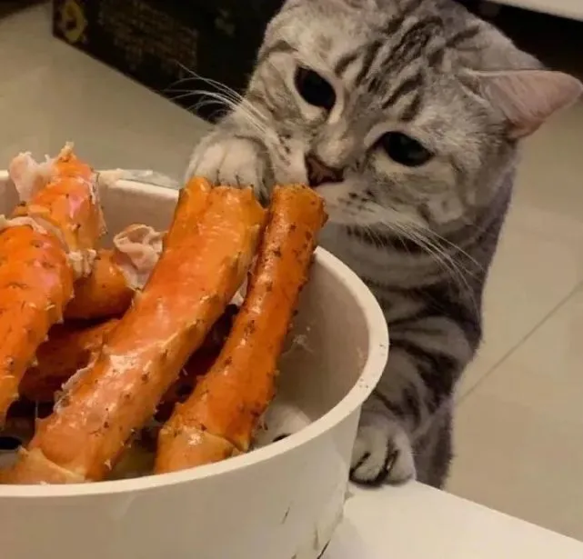 养猫人手机内存不足的原因