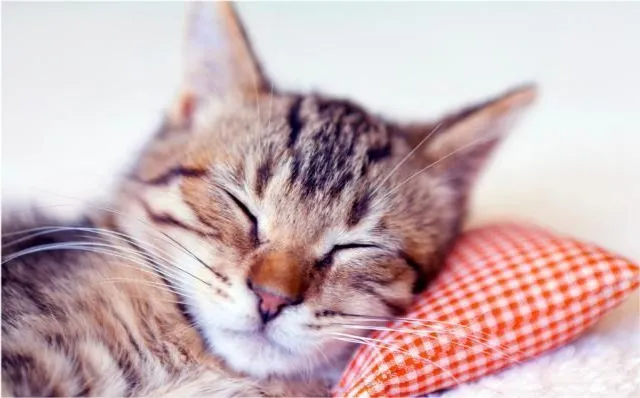 猫咪为什么老是跟主人抢枕头？
