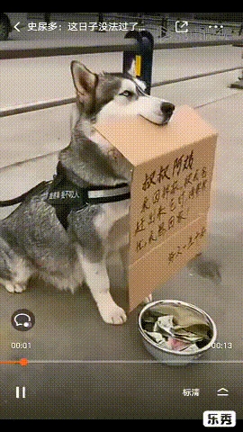 二哈因拆家被赶出家门，一本正经的路边乞讨，画面太好笑！