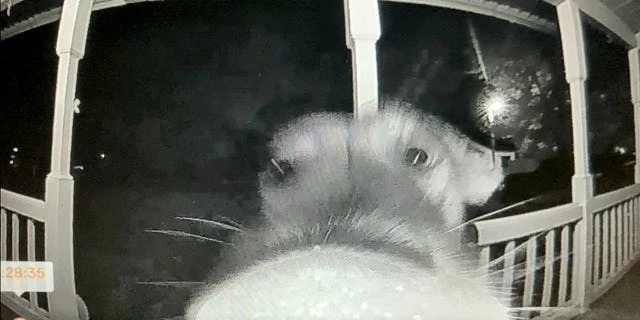 失踪的宠物狗半夜回家并按下家里的门铃