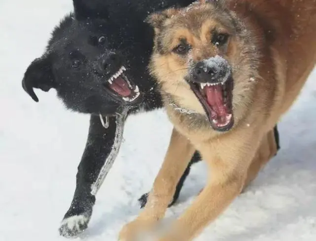 邯郸12岁男孩被4恶犬咬死，这次，“爱狗人士”出来说话了！