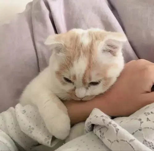 不好了！我家猫以为它是我亲生的，我该怎么办？