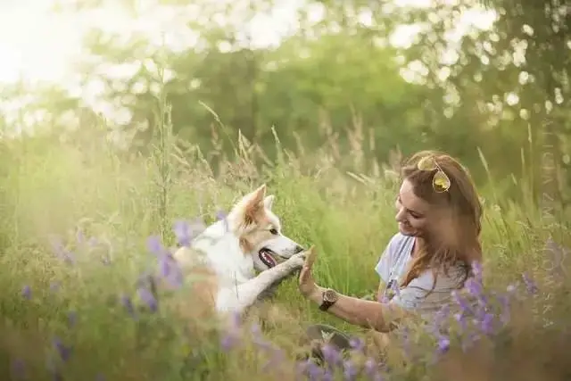 边牧专栏丨你知道边境牧羊犬的这些行为在表达什么吗？
